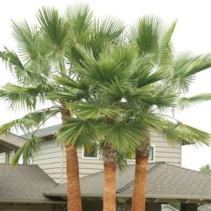 Washingtonia robusta
