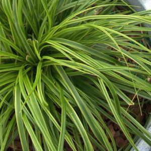 Carex Evergold ® Everlime