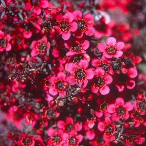 Leptospermum ‘Cherry Brandy’