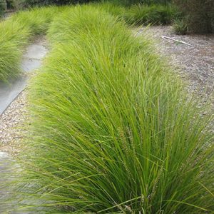 Lomandra longifolia Tanika
