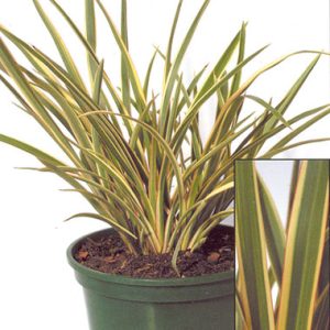 Phormium Cream Cascade ®