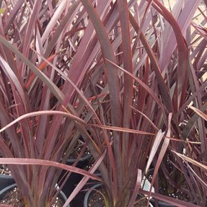 Phormium ‘Ruby Tuesday’ TM