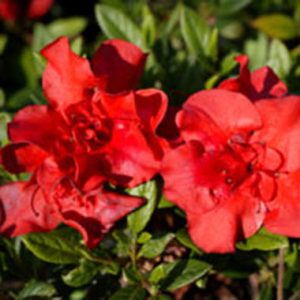 Rhododendron x Encore ® Autumn Embers