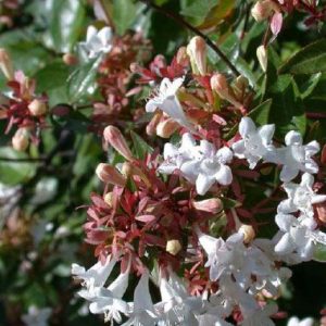 Abelia x grandiflora