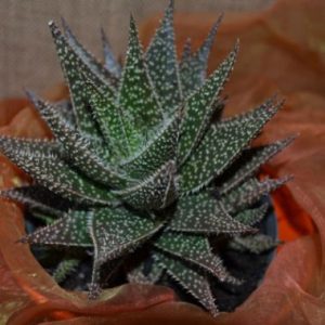 Aloe Tuffy