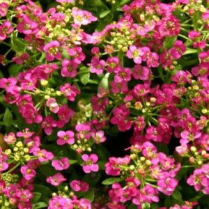 Alyssum 'Malanseuns Pink'
