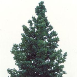 Liquidambar styraciflua