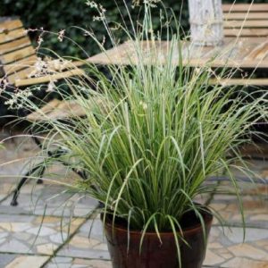 Anthericum saundersiae Starlight