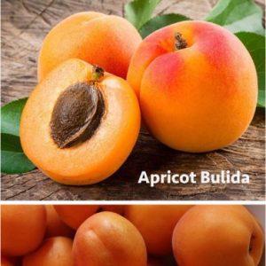 Apricot / Appelkoos ‘Bulida’