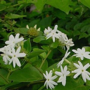 Jasminum Sambac
