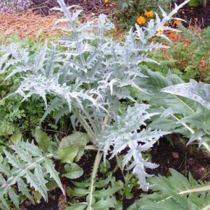 Artichokes