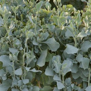 Atriplex semibaccata