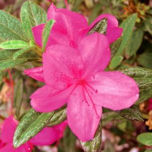 Rhododendron x Encore ® Autumn Amethyst