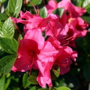 Rhododendron x Encore ® Autumn Carnival ®