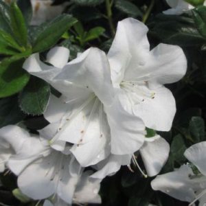 Rhododendron x Encore ® Autumn Ivory