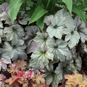 Begonia Cool Breeze TM 'Rouge'