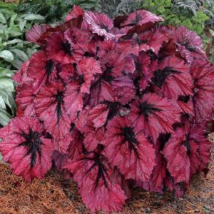 Begonia T Rex TM Ruby Slippers