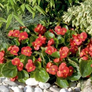 Begonia Semperflorens Sprint 'Scarlet'