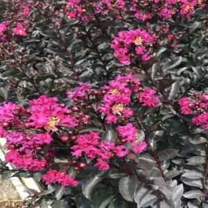 Lagerstroemia Black Diamond Mystic Magenta