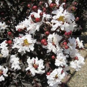 Lagerstroemia Black Diamond Pure White