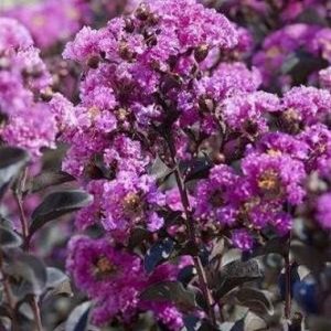 Lagerstroemia Black Diamond Purely Purple