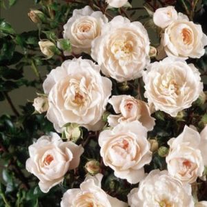 Bloomin Easy Rose TM COURTYARD TM