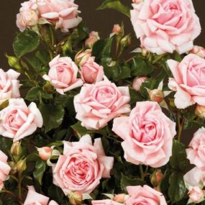 Bloomin Easy Rose TM COURTYARD TM