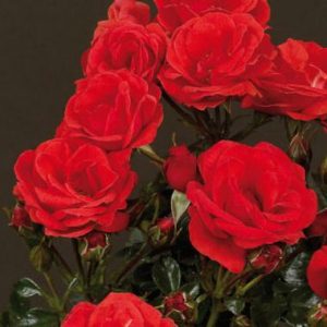 Bloomin Easy Rose TM COURTYARD TM