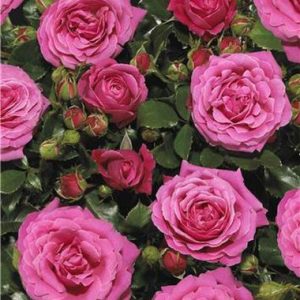 Bloomin Easy Rose TM CASTLE ®