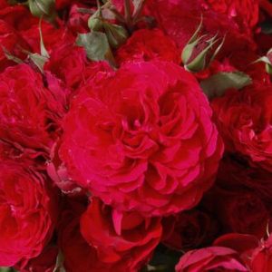 Bloomin Easy Rose TM CASTLE ®