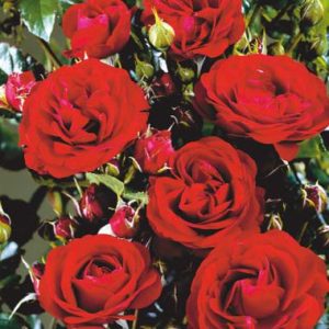 Bloomin Easy Rose TM Grand TM