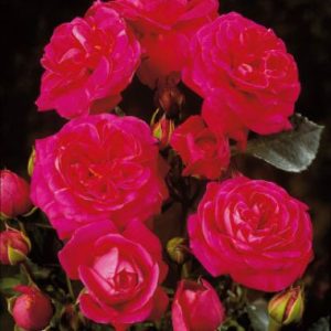 Bloomin Easy Rose TM PALACE