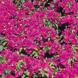 Bougainvillea ‘Temple Fire’