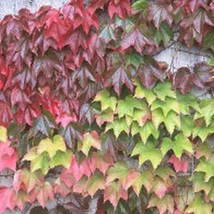 Parthenocissus tricuspidata