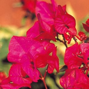 Bougainvillea ‘Poultonii’
