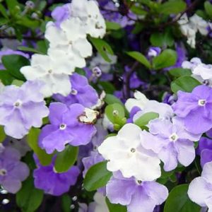 Brunsfelsia pauciflora 'Floribunda'