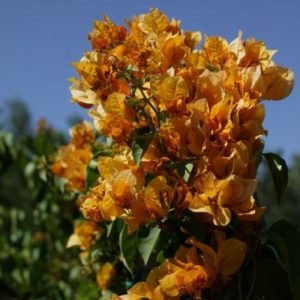Bougainvillea ‘Golden McClean’