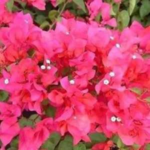 Bougainvillea ‘James Walker’