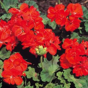 Pelargonium zonale American White