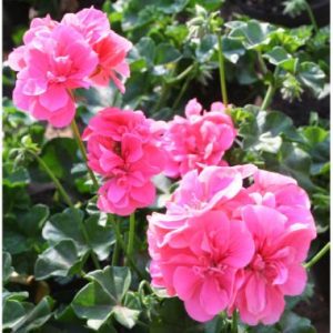 Pelargonium peltatum Temprano Molina