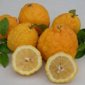 CITRUS Lemon Rough skin / SITRUS Suurlemoen / Growweskil