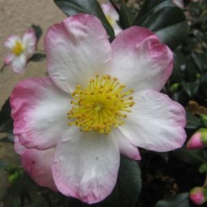 Camellia sasanqua ‘Narumigata’