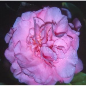 Camellia ‘El Dorado’