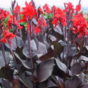 Canna ‘Black Knight’ TM