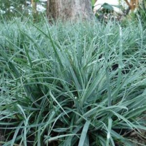Carex comas China Blue