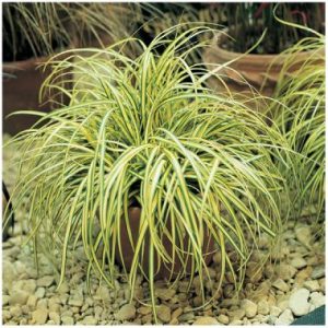Carex oshimensis ‘Evergold’