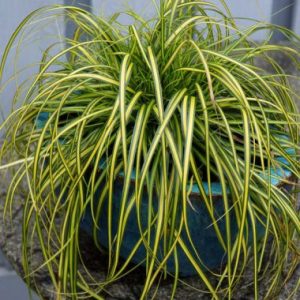 Carex Eversheen