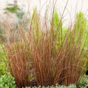 Carex buchananii  ‘Red Rooster’