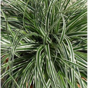 Carex EverColor ® Everest TM
