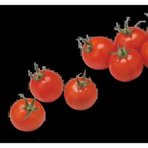 Cherry Tomato / Kersietamatie